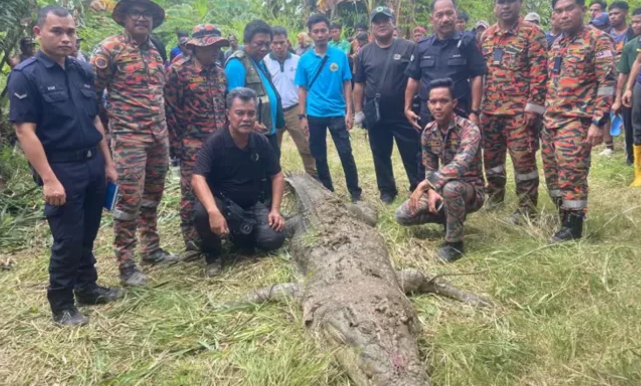 Buaya Pemakan Manusia di Sabah Malaysia Ditembak Mati